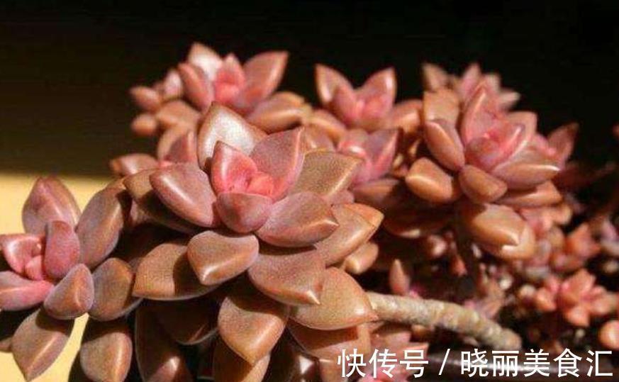 6种多肉爱爆崽,越晒颜色越靓丽,轻松爆盆,从花盆里“流出来”