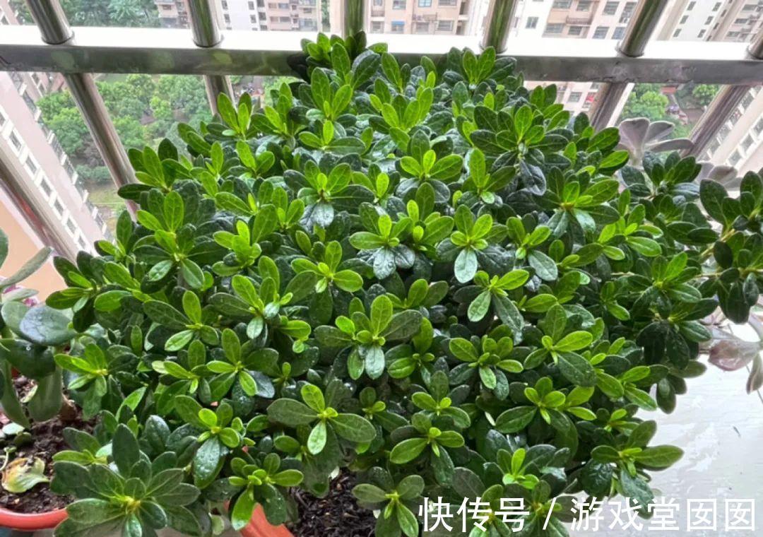 给花喷点它，叶片油绿茂密，花苞嘟噜噜冒出来