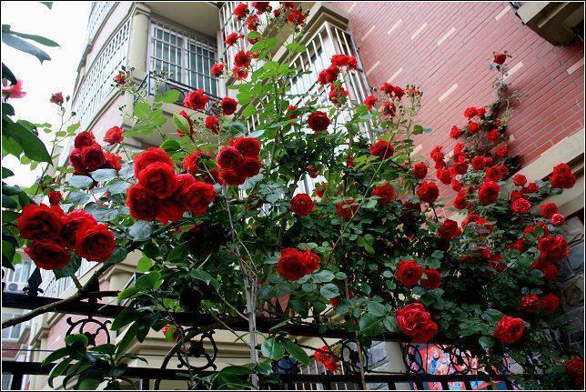 最适合春天养护的几种花,养上一盆四季欣赏,花香四溢,满室生香