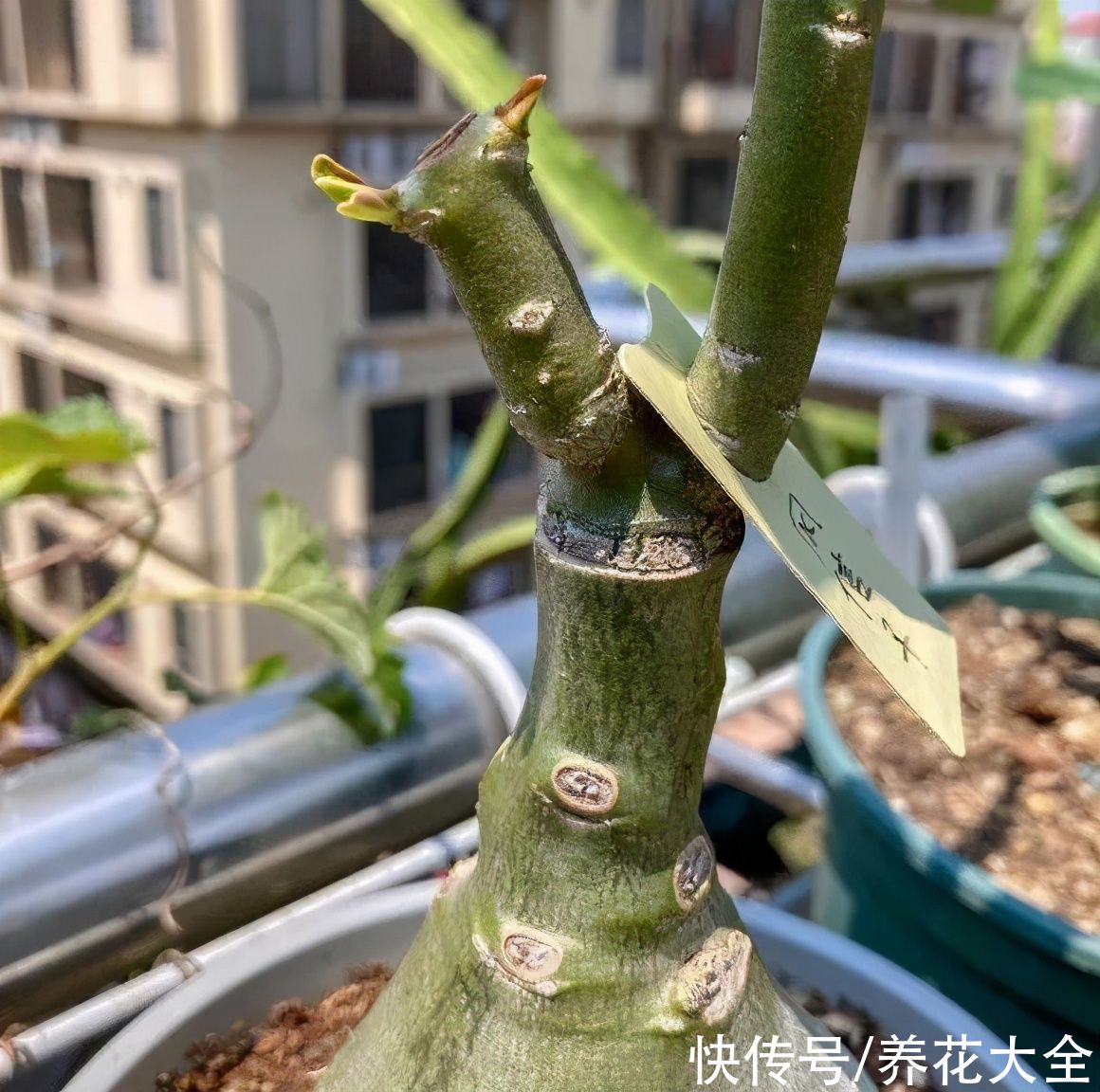 嫁接|养了30年的玉树，扦插开出9色花，快来沾沾喜气