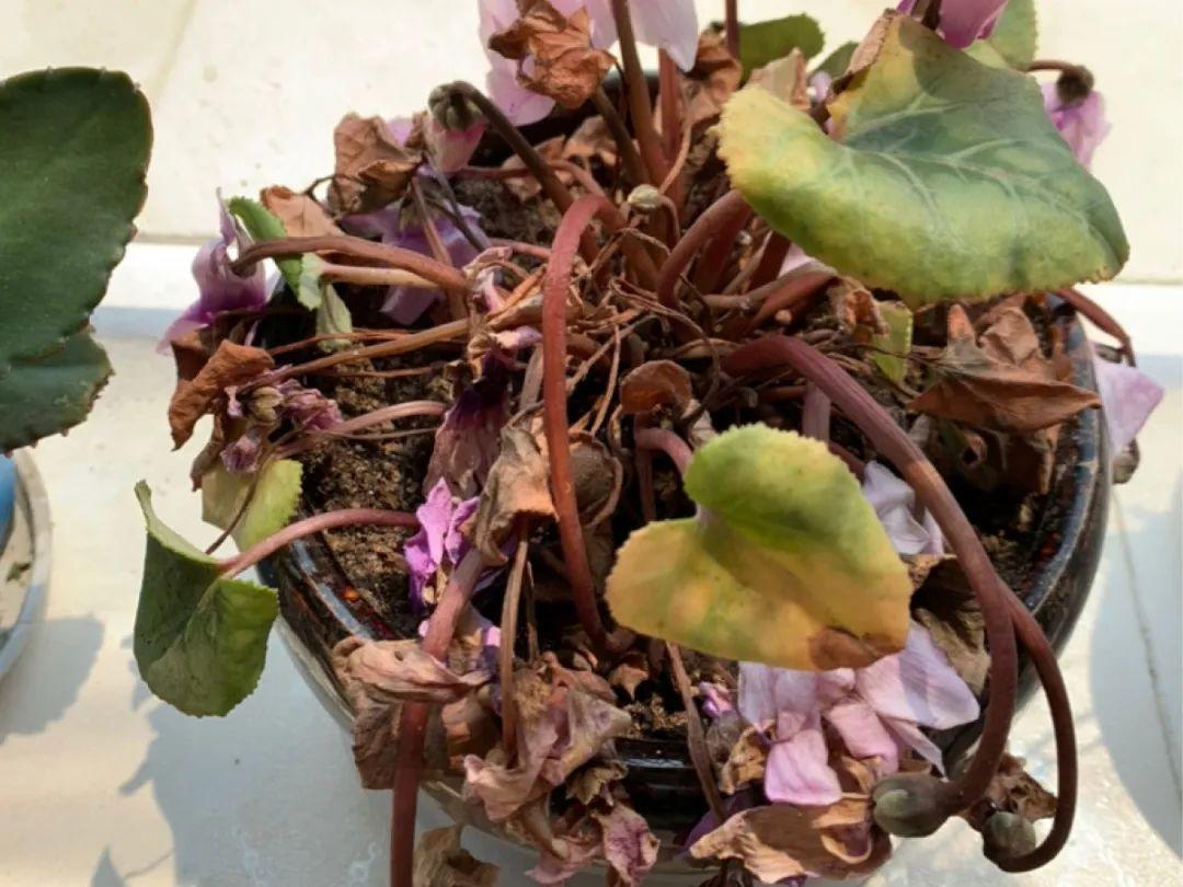 浇水|10种花要控水,天热反而不能浇,一浇水就死