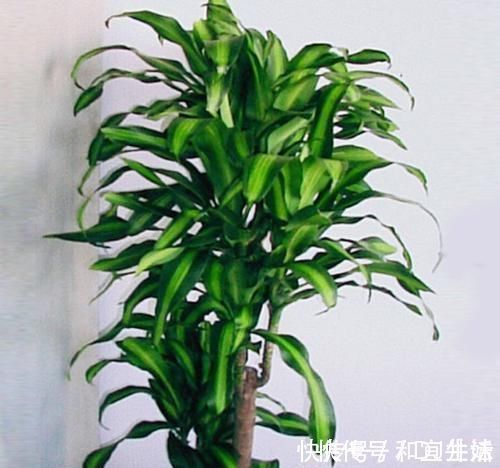 巴西|家里养这几款植物,娇小不占地,财源滚滚来,懂花的人都在养