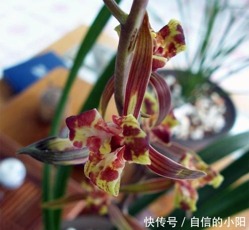 兰花|盆栽兰花花艺鉴赏