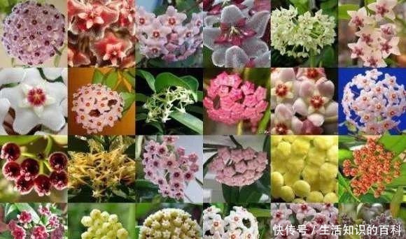 想省心就养这些花，没有病虫害，就爱开花！想省心就养这些花，没有病虫害，就爱开花！