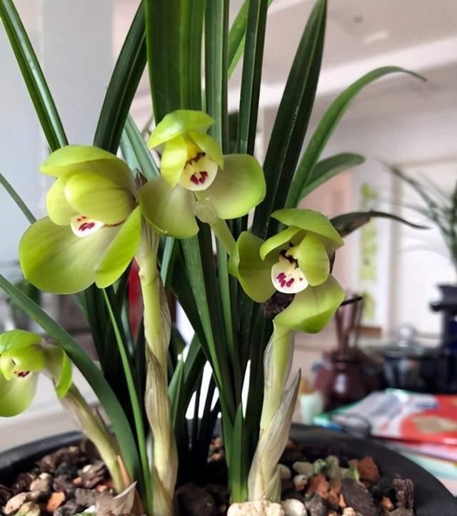 简单|新手养花不能急,先学会施肥养花简单,这4点最重要