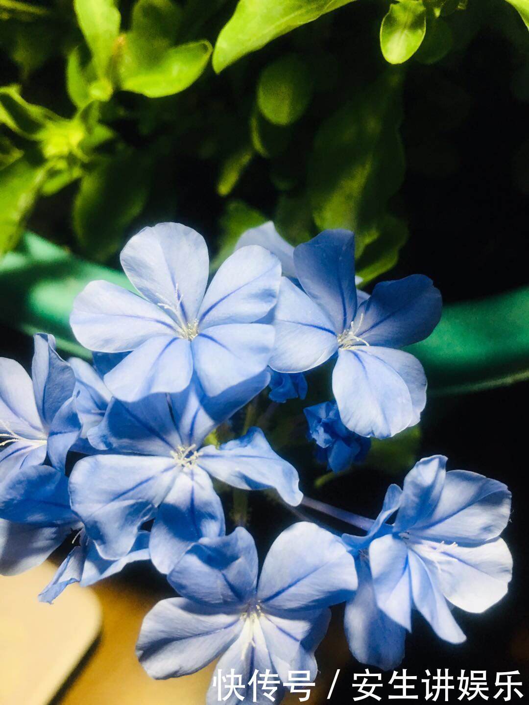 这花长得巴掌大，越晒花越多，一不小心就开成瀑布！