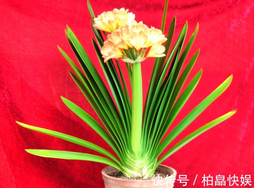 4种材料,花盆里放一点,烂根的君子兰和文竹根系爆长