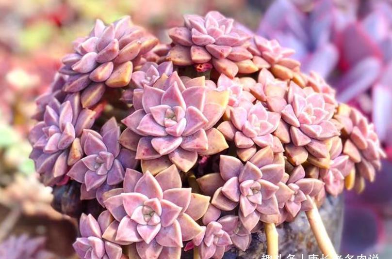 阿伦培阿伦培|寻找夏天能纯露养的多肉?那你怎么能错过粉嫩甜美的阿伦培呢?