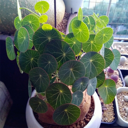 开花|6种漂亮花,都有“大肚子”,吸一次水一个月不浇,天热狂开花