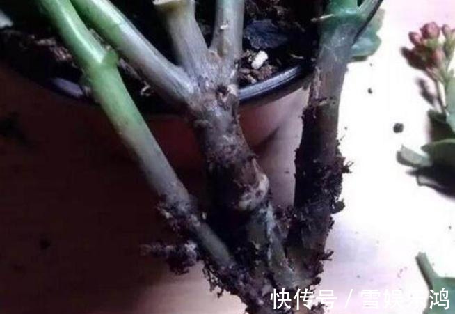 4种“吉利花”,被水浇死了不要扔,简单处理又能长满盆