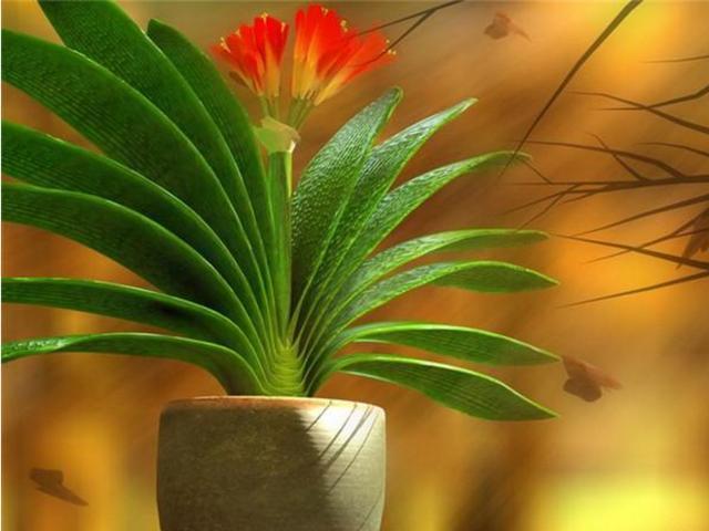 葱翠欲滴|有钱人都喜欢在客厅摆上这3种盆栽,招财进宝,高端大气上档次