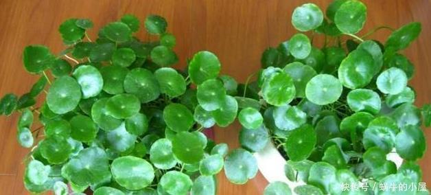 种花|秋天养此3种花，只需要浇点水，越来越旺，长疯了！