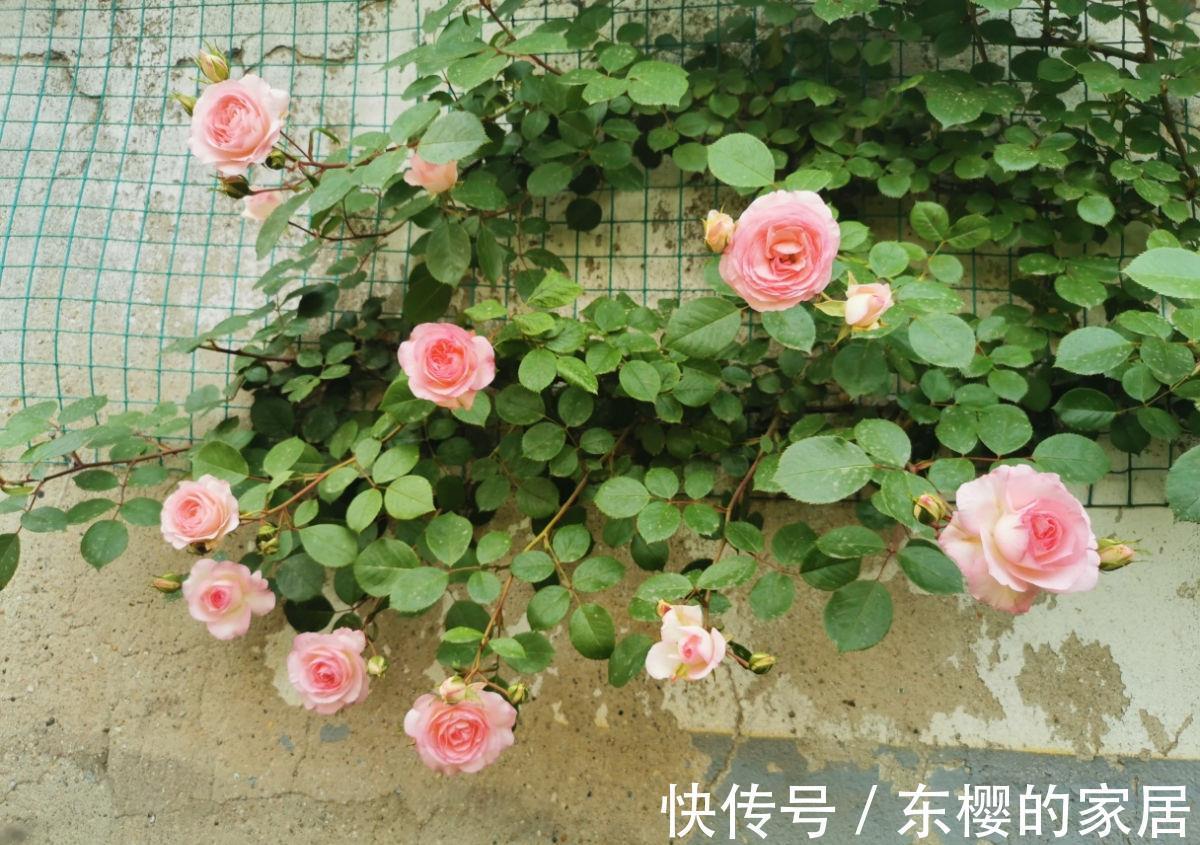 月季|学会养护5步法，月季嗖嗖满架爬，整面花墙太好看