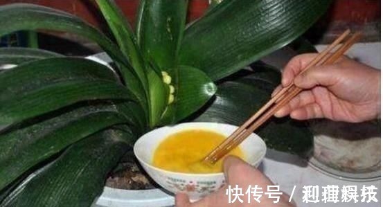 鸡蛋壳|养君子兰，喂上两个“蛋”，叶片壮实像白菜，花朵蹭蹭蹿