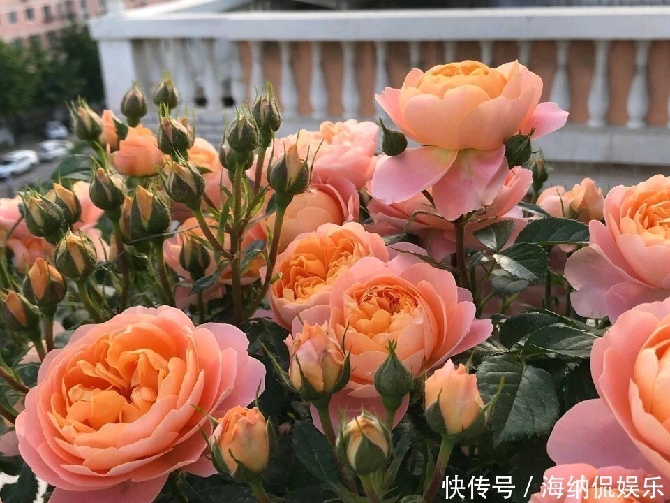 浇灌|养花人都知道的“5个偏方”,3分钟学会,一生受用,养啥都旺盛