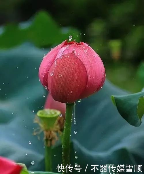 中国的十大名花,你知道几个?