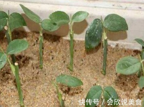 蟹爪兰|11月初,3种花不用买,“剪”个枝叶插土里,不久长满一整盆!