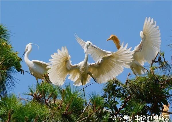 太阳岛上白鹭飞 何俊 快资讯 太阳岛上白鹭飞 何俊 快资讯