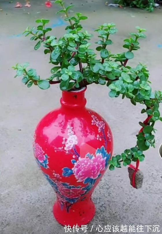 叶片|一个破酒瓶，养一棵金枝玉叶悬崖桩，叶片肥厚小巧，四季常青