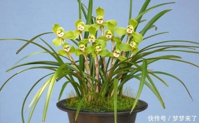 兰花|4种“高贵花”,冬天砰砰开花,家里养一盆,富贵大气“有面子”