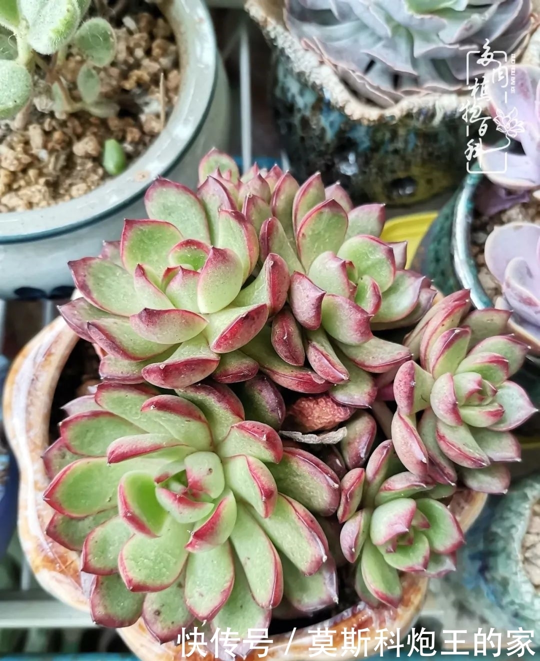 回顾令人难忘的2020年!2021,我定不负美肉不负众望!