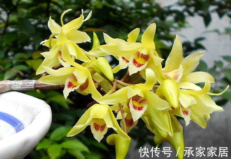花卉|从8月18日开始，家养此款花卉，颜色艳丽好看，简单好养