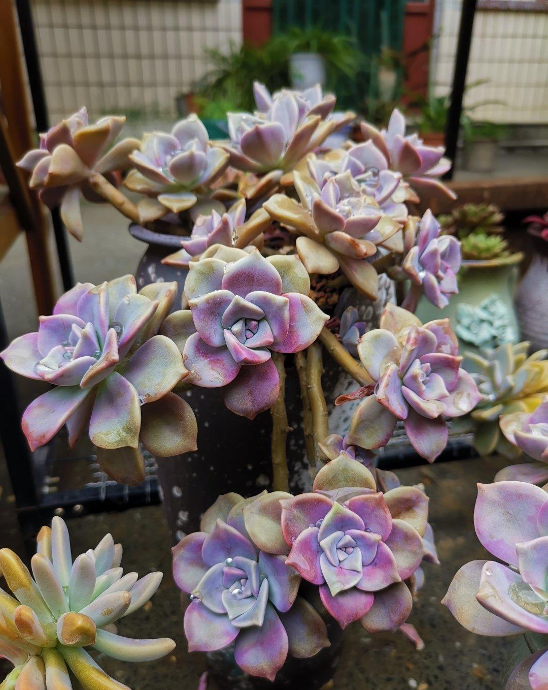 花芽|多肉长势差，这“三位置”剪一剪，“夏不黑腐”株型紧凑又好看