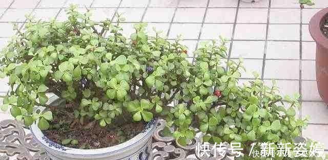 镇宅|3种“便宜花”这样养一养,一年变“老桩”,开花千朵还“镇宅”
