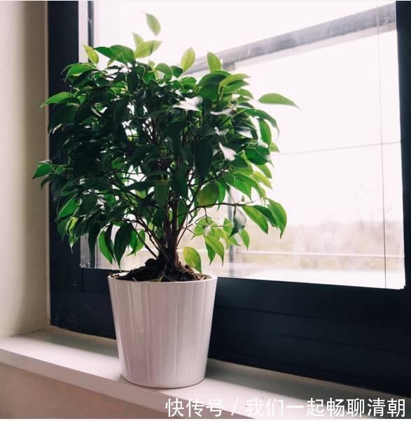 花都|把这些东西倒进花盆里，家里的花都长疯了！