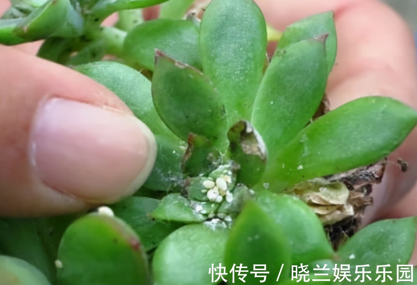 虫害|养花的4种虫害,打药都很难清除,如果遇到,用这些方法试试