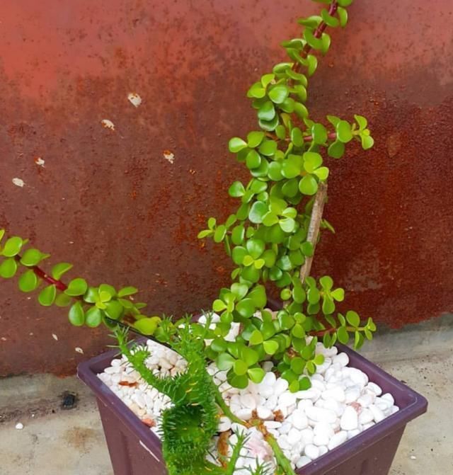 养这“2种”树,能成“老桩”,越养殖越好看,而且“价格高”