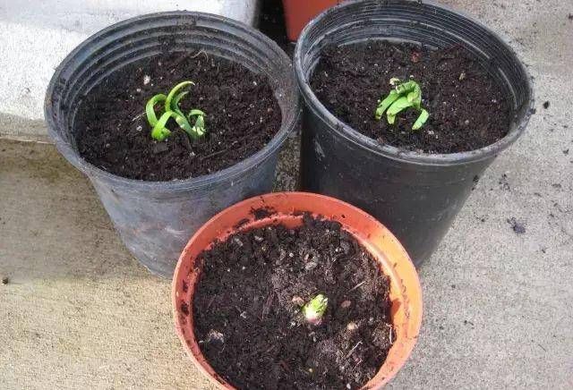 浇水|太神奇了!她在塑料瓶里种蔬菜,一年都吃不完!