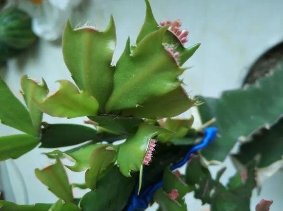 养护|蟹爪兰长出这种叶子，立马掰掉它，嗖嗖冒花苞！