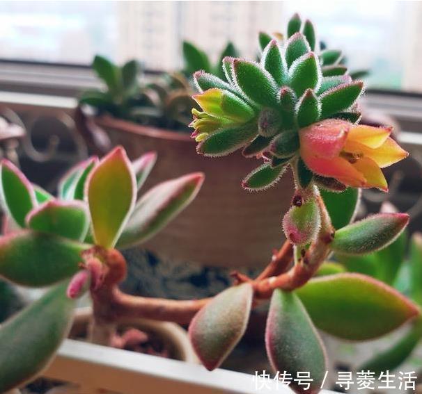 多肉植物|用生命开花的3种多肉植物，开完就死，你家有的话要小心