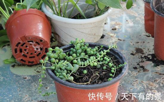 佛珠吊兰|珍珠吊兰枯萎了怎么办,忽略几点容易造成珍珠吊兰叶片萎蔫哦