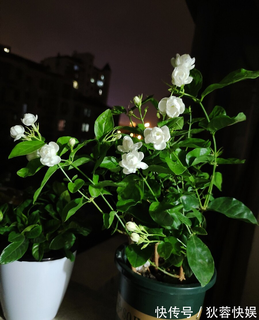 盆栽|4种花能“养生”能观赏，好养又好看，建议养一盆