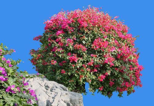 冬天养三角梅,避免3个错误,安全过冬,憋出新芽,养成繁花老桩