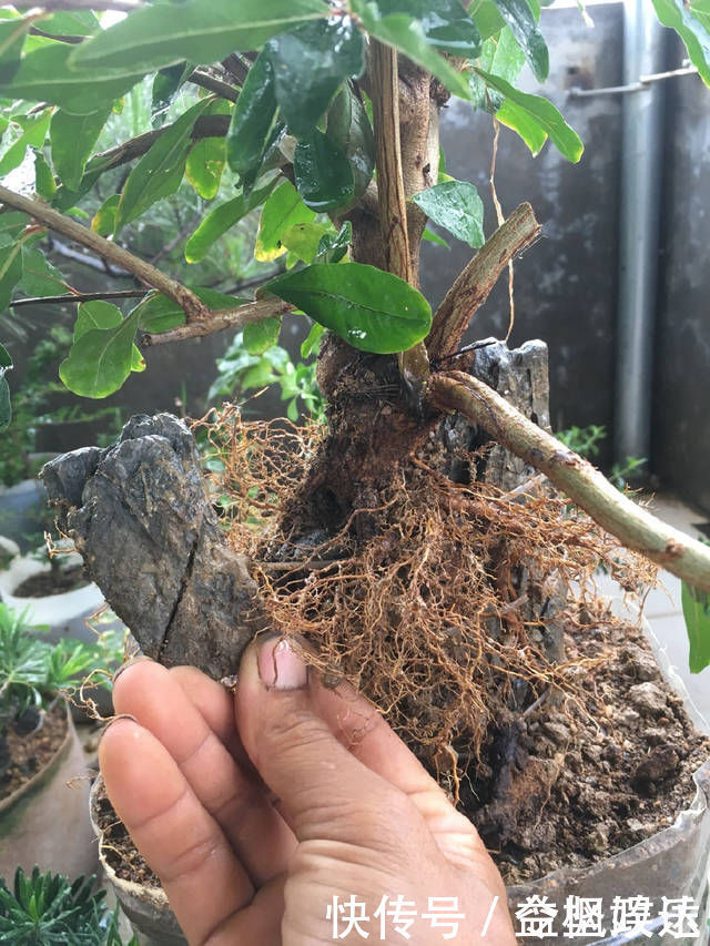 根系|石榴盆景提根改造,图说石榴附石盆景的改造过程