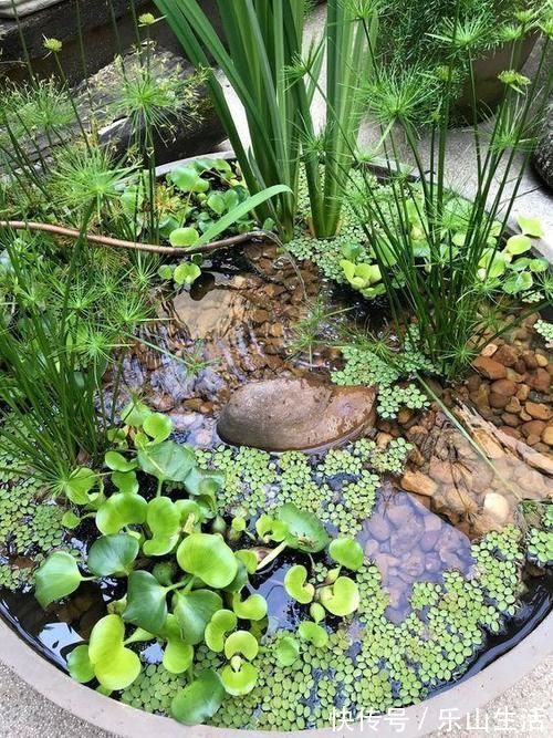 老物件|农村大水缸越来越不舍得扔了，铺些碎石水草变水景，城里人抢着要