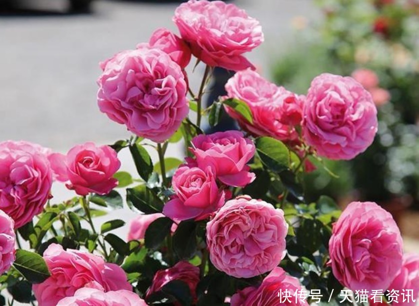 家里就养“2种花”，耐旱又耐晒，花开就爆盆，漂亮又好养！