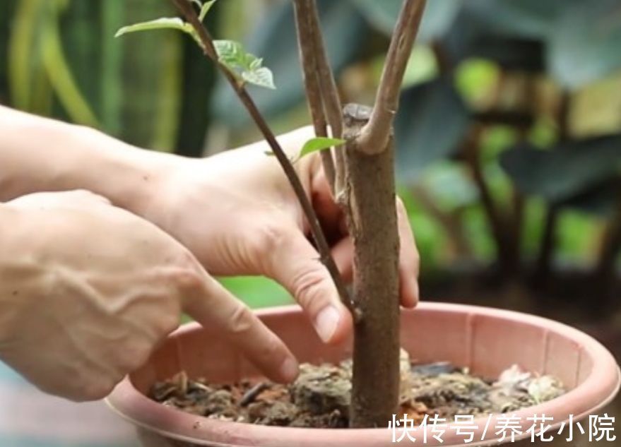 花盆里出现3个“信号”，说明该给它翻盆，否则养啥花也不长