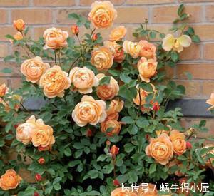 王妃|4种耐热耐晒的经典月季,可藤可灌,多季节有花赏,值得拥有