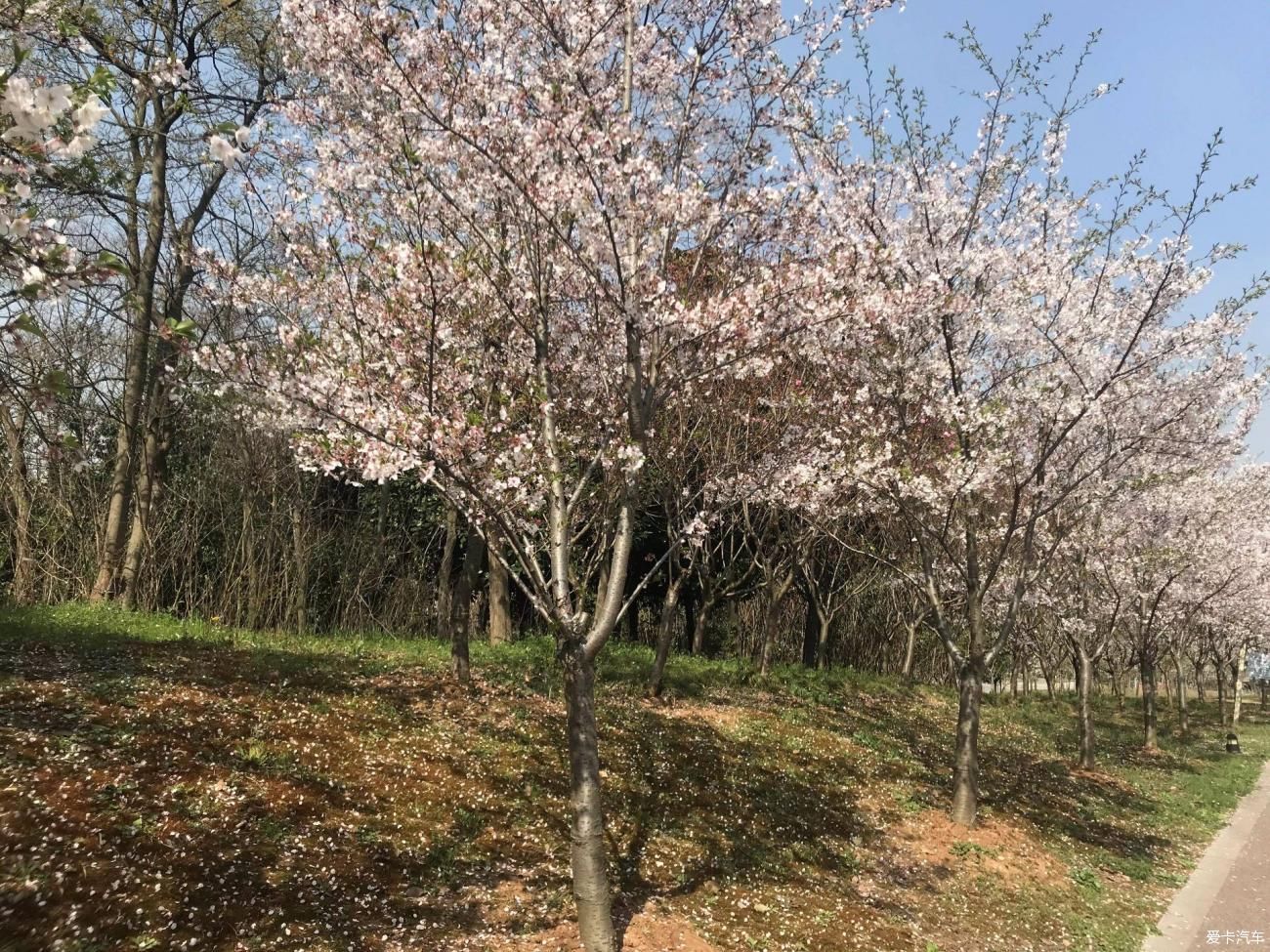 春意盎然心情爽，谈天说地踏青去