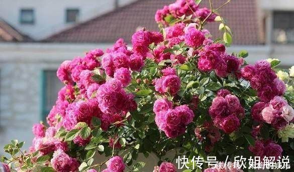 矮牵牛|摘心时1个方法,让月季,矮牵牛,茉莉植株壮,花开爆盆不是梦