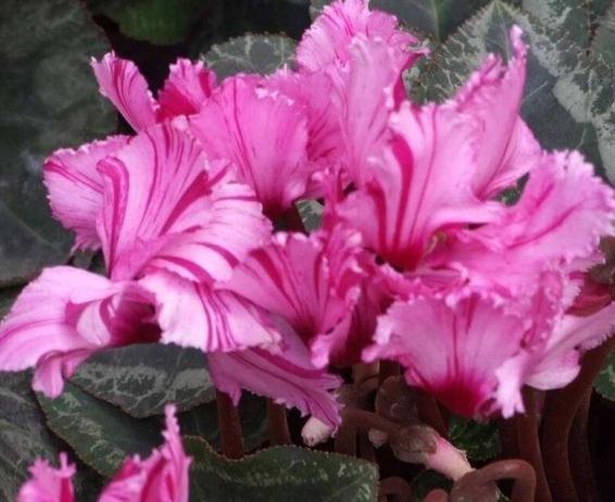 新手一养花就死试试这“3种”，几块钱养一盆，放角落也能爆花