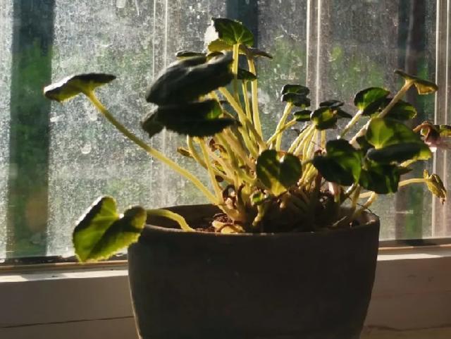 休眠期开花,剪掉才能活,需要一些养护技巧,才能保证安全度夏