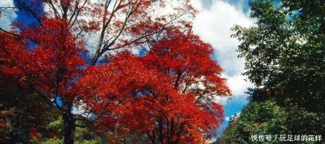 我国最大的红叶景区,相当于180个香山,这里藏着最美的秋天