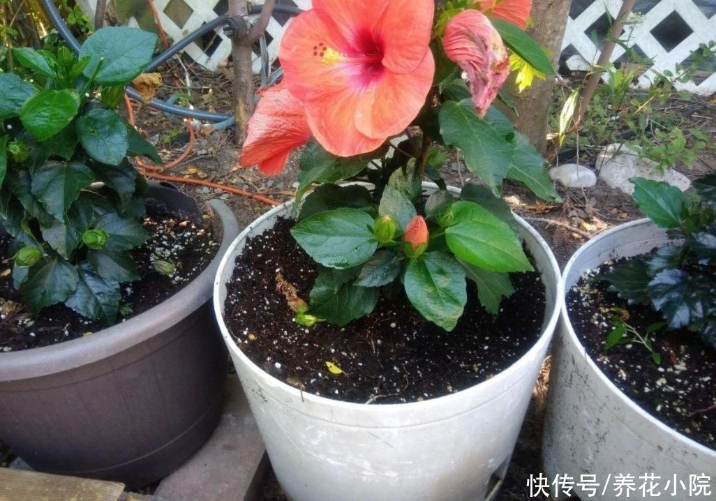 花盆里出现小黑飞怎么办？只用2招，全部清除干净