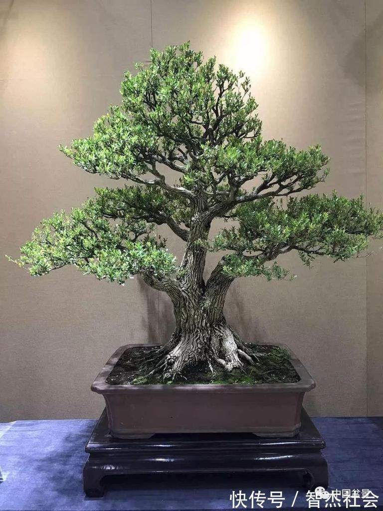 盆景@赵庆泉:请别叫我“大师”,我就是个“做盆景的”