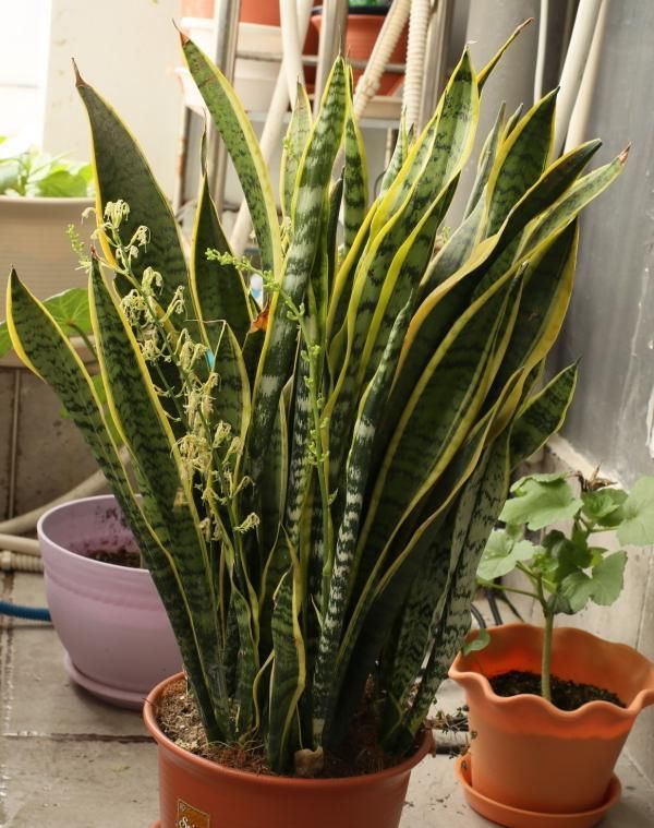 金边虎皮兰|让虎尾兰长侧芽，从3个方面入手，不仅侧芽多，还能养开花